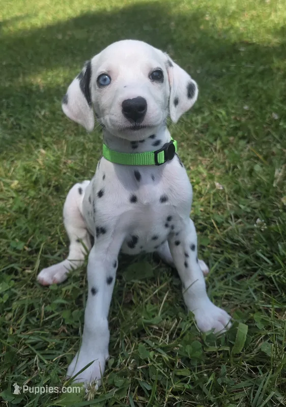 Gypsy-Wanderlust Litter  – Dalmatian puppy for sale in Elkton, VA