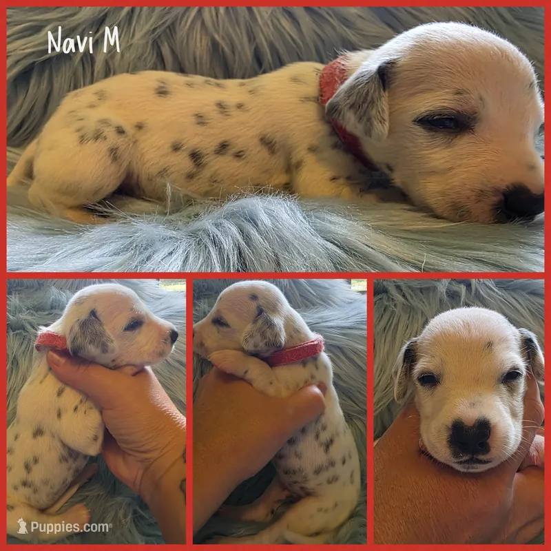 Navi-Wanderlust Litter  – Dalmatian puppy for sale in Elkton, VA