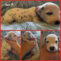 Navi-Wanderlust Litter , a male Dalmatian for sale in Elkton, VA – 9 of 10