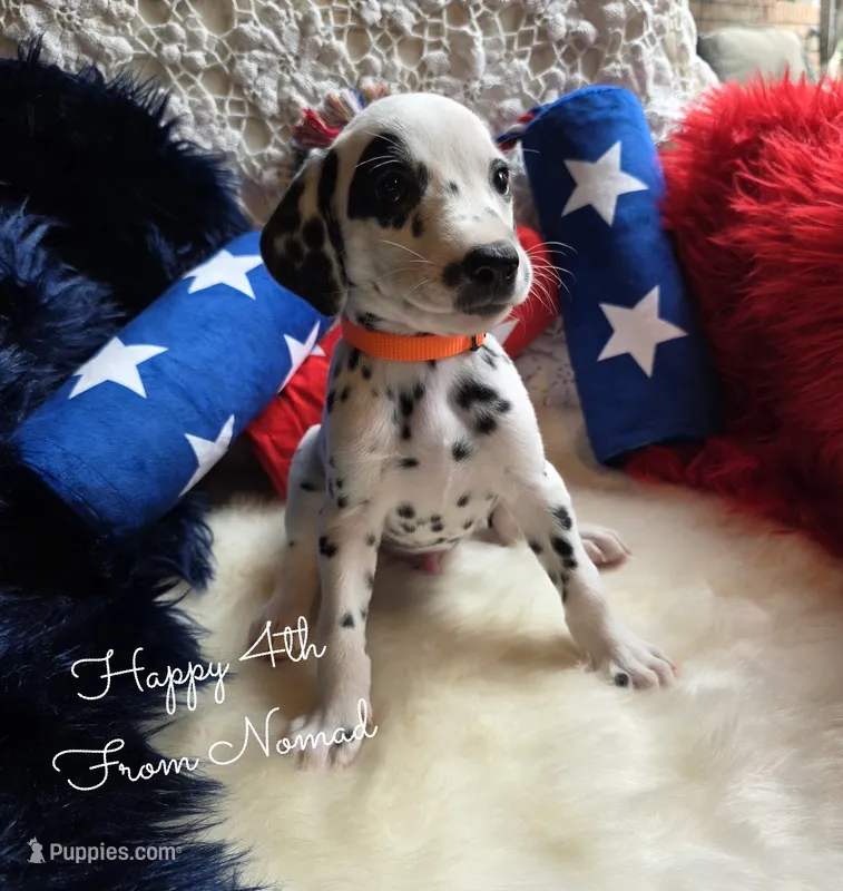 Nomad  – Dalmatian puppy for sale in Elkton, VA