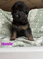 Moxie, a female German Shepherd Dog for sale in Elkton, VA – 1 of 1