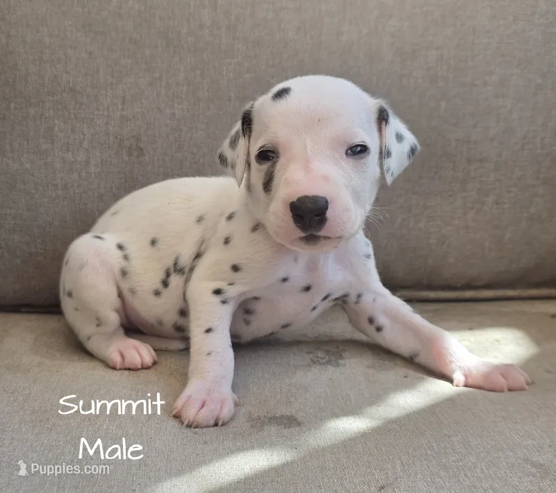 Summit-Wanderlust Litter  – Dalmatian puppy for sale in Elkton, VA
