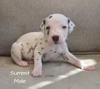 Summit-Wanderlust Litter , a male Dalmatian for sale in Elkton, VA – 9 of 10