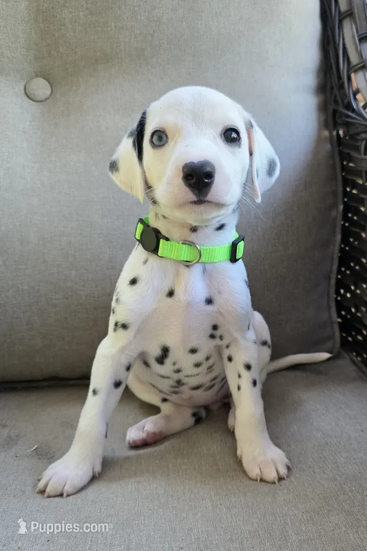 Gypsy-Wanderlust Litter  – Dalmatian puppy on hold in Elkton, VA