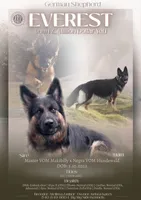 Sarsaparilla , a female German Shepherd Dog for sale in Elkton, VA – 3 of 4