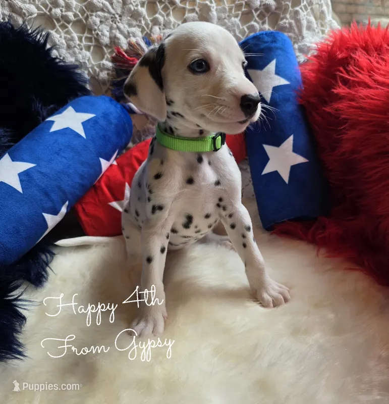 Gypsy-Wanderlust Litter  – Dalmatian puppy for sale in Elkton, VA
