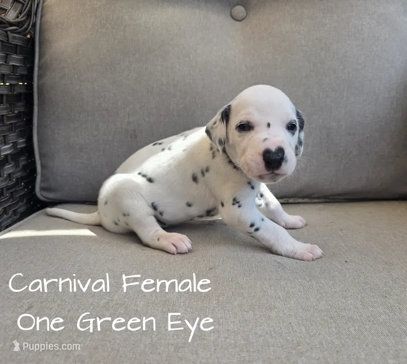 Carnival-Wanderlust Litter  – Dalmatian puppy for sale in Elkton, VA