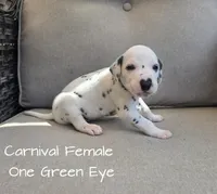 Carnival-Wanderlust Litter , a female Dalmatian for sale in Elkton, VA – 3 of 9