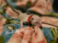 Navi-Wanderlust Litter , a male Dalmatian for sale in Elkton, VA – 2 of 3