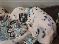 Boeing-Wanderlust Litter , a male Dalmatian for sale in Elkton, VA – 2 of 10
