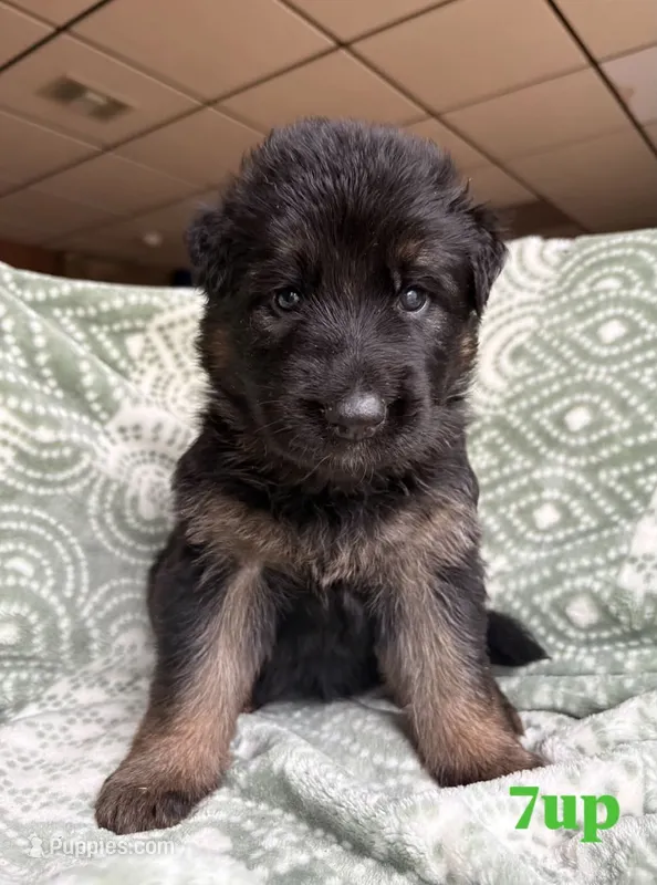 7-Up  – German Shepherd Dog puppy for sale in Elkton, VA