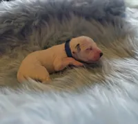 Trek-Wanderlust Litter , a male Dalmatian for sale in Elkton, VA – 9 of 10