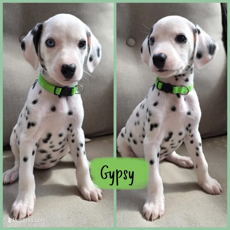 Gypsy-Wanderlust Litter  – Dalmatian puppy for sale in Elkton, VA