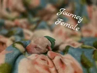 Journey-Wanderlust Litter , a female Dalmatian for sale in Elkton, VA – 2 of 3