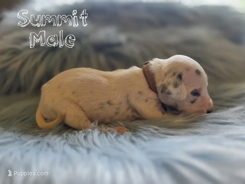 Summit-Wanderlust Litter  – Dalmatian puppy for sale in Elkton, VA