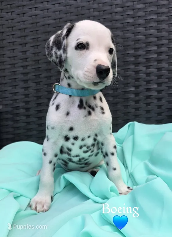 Boeing-Wanderlust Litter  – Dalmatian puppy for sale in Elkton, VA