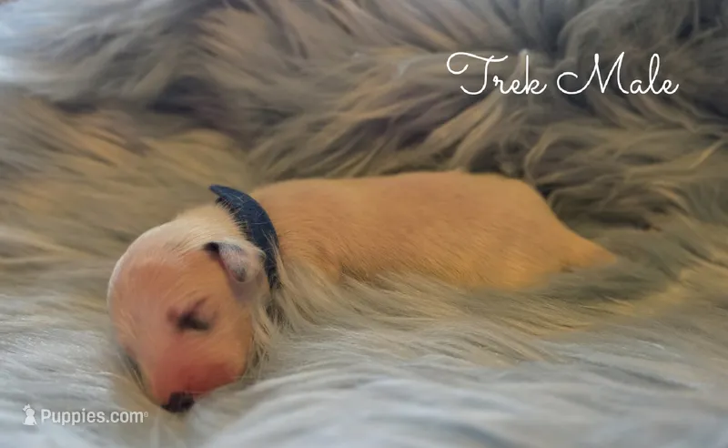 Trek-Wanderlust Litter  – Dalmatian puppy for sale in Elkton, VA