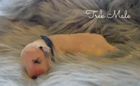 Trek-Wanderlust Litter , a male Dalmatian for sale in Elkton, VA – 8 of 10