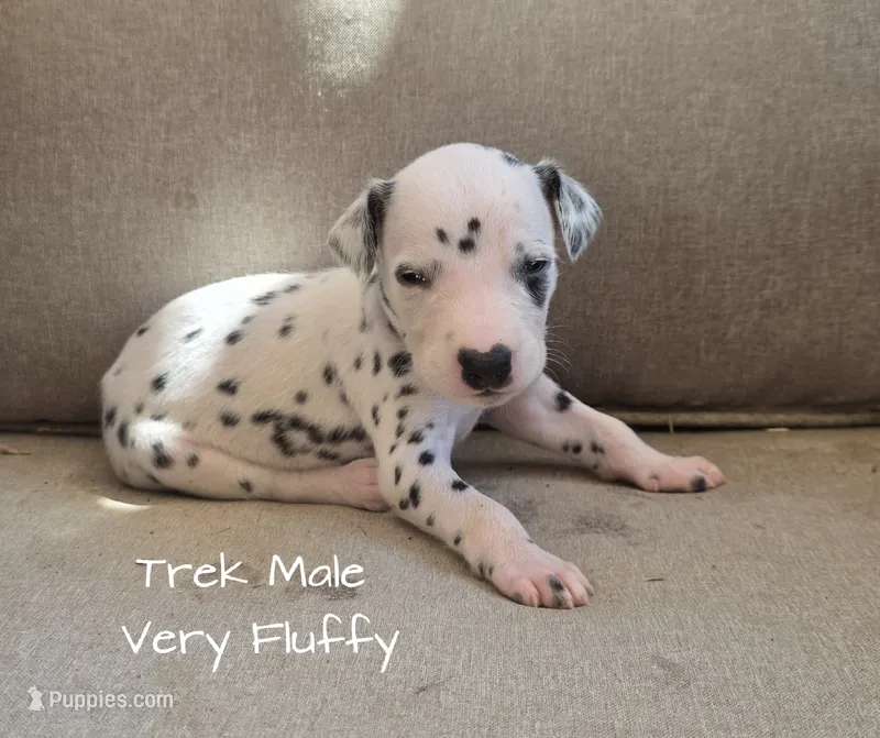 Trek-Wanderlust Litter  – Dalmatian puppy for sale in Elkton, VA