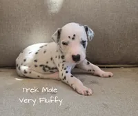 Trek-Wanderlust Litter , a male Dalmatian for sale in Elkton, VA – 3 of 10