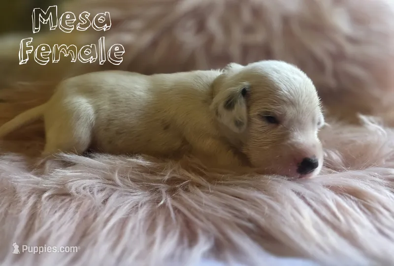Mesa Wanderlust Litter  – Dalmatian puppy for sale in Elkton, VA