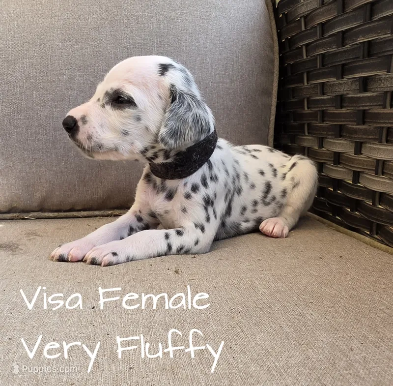 Visa-Wanderlust Litter  – Dalmatian puppy for sale in Elkton, VA