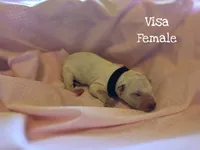 Visa-Wanderlust Litter , a female Dalmatian for sale in Elkton, VA – 2 of 3