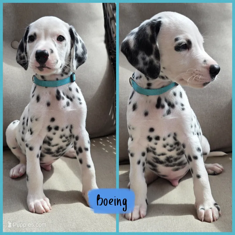 Boeing-Wanderlust Litter  – Dalmatian puppy for sale in Elkton, VA