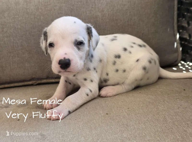Mesa Wanderlust Litter  – Dalmatian puppy for sale in Elkton, VA