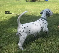 Journey-Wanderlust Litter , a female Dalmatian for sale in Elkton, VA – 9 of 9