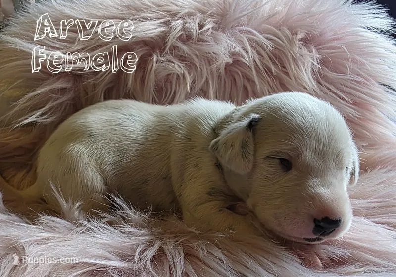 Arvee(RV)-Wanderlust Litter  – Dalmatian puppy for sale in Elkton, VA