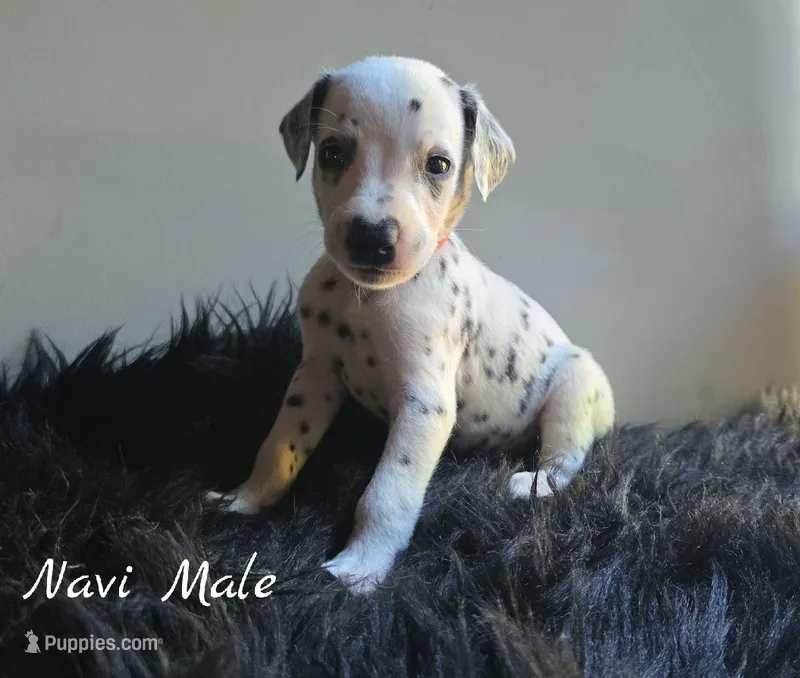 Navi-Wanderlust Litter  – Dalmatian puppy for sale in Elkton, VA