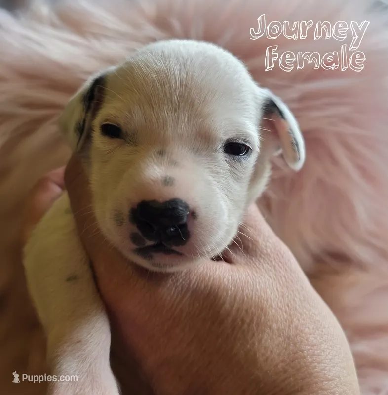 Journey-Wanderlust Litter  – Dalmatian puppy for sale in Elkton, VA