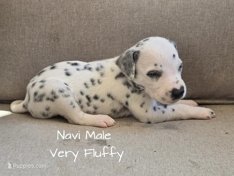 Navi-Wanderlust Litter  – Dalmatian puppy for sale in Elkton, VA