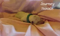 Journey-Wanderlust Litter , a female Dalmatian for sale in Elkton, VA – 1 of 3