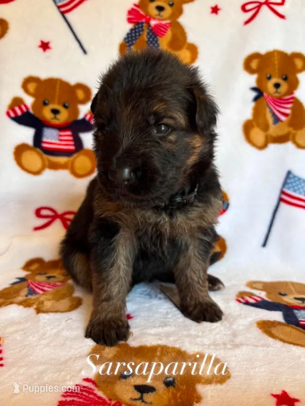 Sarsaparilla  – German Shepherd Dog puppy for sale in Elkton, VA