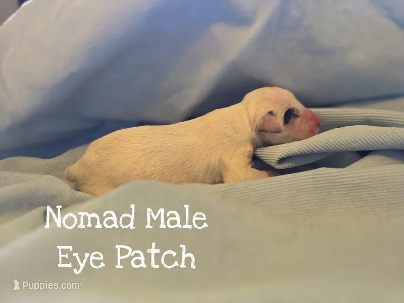 Nomad-Wanderlust Litter  – Dalmatian puppy for sale in Elkton, VA