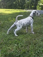 Summit-Wanderlust Litter , a male Dalmatian for sale in Elkton, VA – 5 of 10