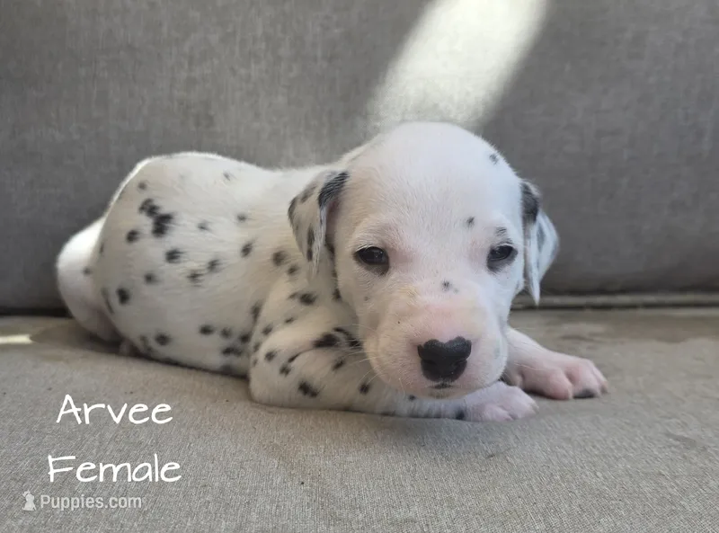 Arvee(RV)-Wanderlust Litter  – Dalmatian puppy for sale in Elkton, VA