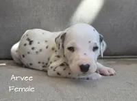 Arvee(RV)-Wanderlust Litter , a female Dalmatian for sale in Elkton, VA – 8 of 9