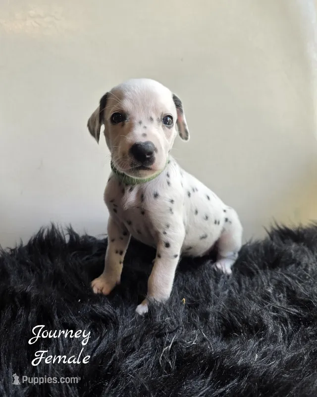 Journey-Wanderlust Litter  – Dalmatian puppy for sale in Elkton, VA