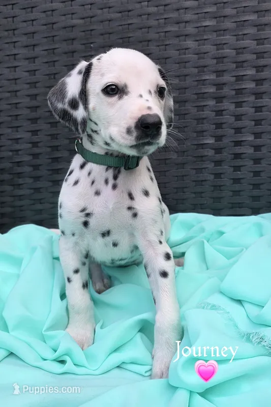 Journey-Wanderlust Litter  – Dalmatian puppy for sale in Elkton, VA