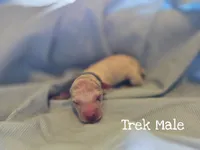 Trek-Wanderlust Litter , a male Dalmatian for sale in Elkton, VA – 2 of 3