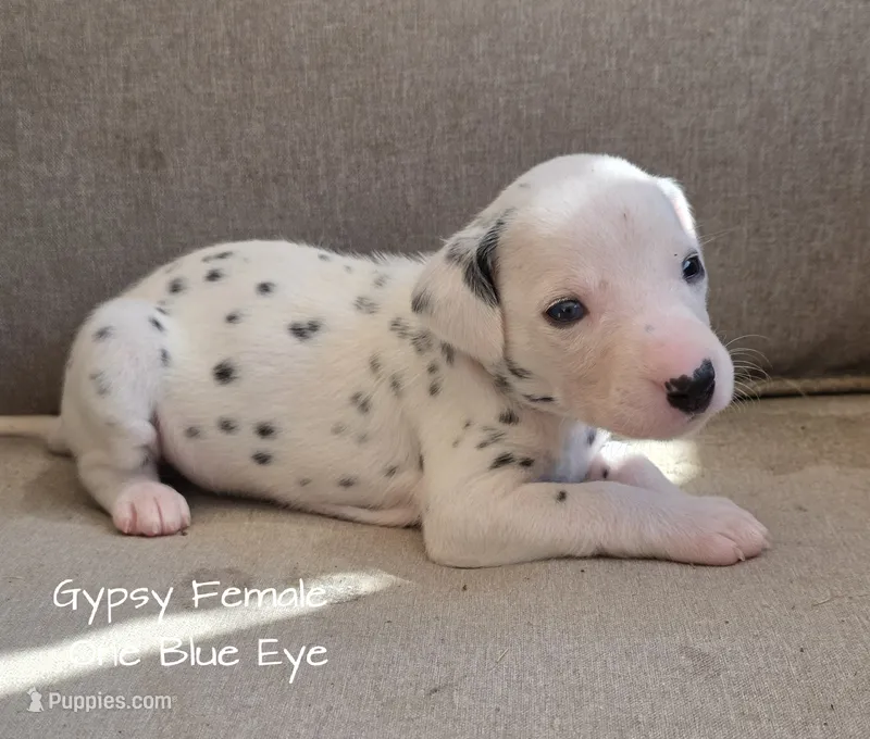 Gypsy-Wanderlust Litter  – Dalmatian puppy for sale in Elkton, VA