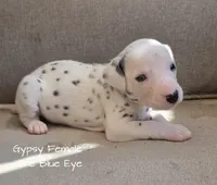 Gypsy-Wanderlust Litter , a female Dalmatian for sale in Elkton, VA – 7 of 10