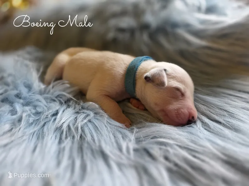 Boeing-Wanderlust Litter  – Dalmatian puppy for sale in Elkton, VA