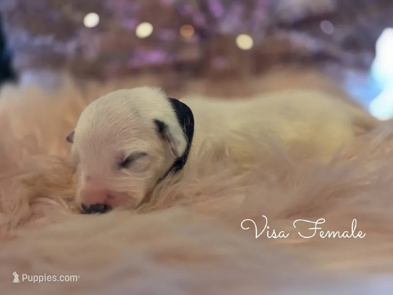 Visa-Wanderlust Litter  – Dalmatian puppy for sale in Elkton, VA