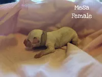 Mesa Wanderlust Litter , a female Dalmatian for sale in Elkton, VA – 2 of 3