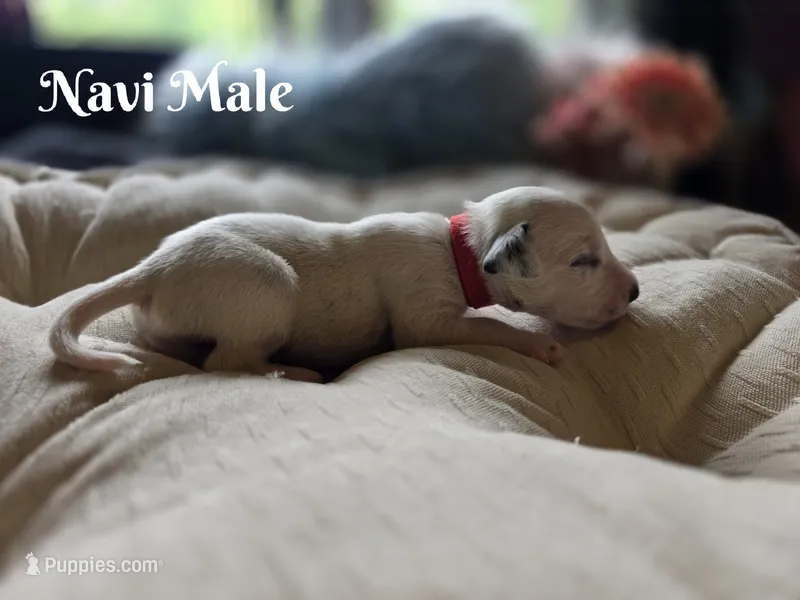 Navi-Wanderlust Litter  – Dalmatian puppy for sale in Elkton, VA