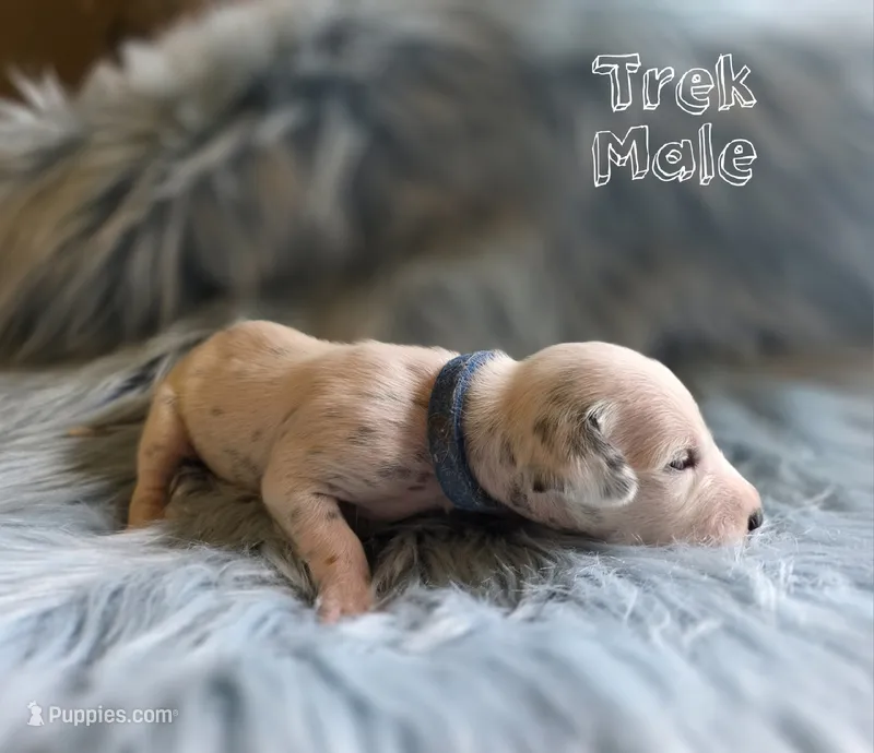 Trek-Wanderlust Litter  – Dalmatian puppy for sale in Elkton, VA
